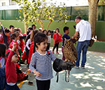 Cetrería - Falconry