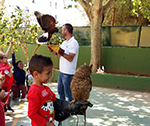 Cetrería - Falconry