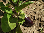 Huerto Escolar - Trabajos de limpieza y parcelación. Comenzamos a semblar o plantar ya !!!